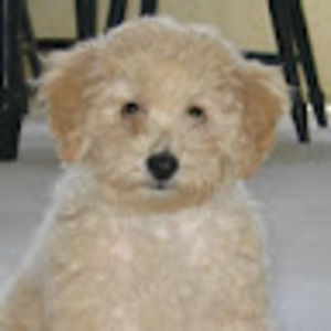 Meet your Posher, Rayna